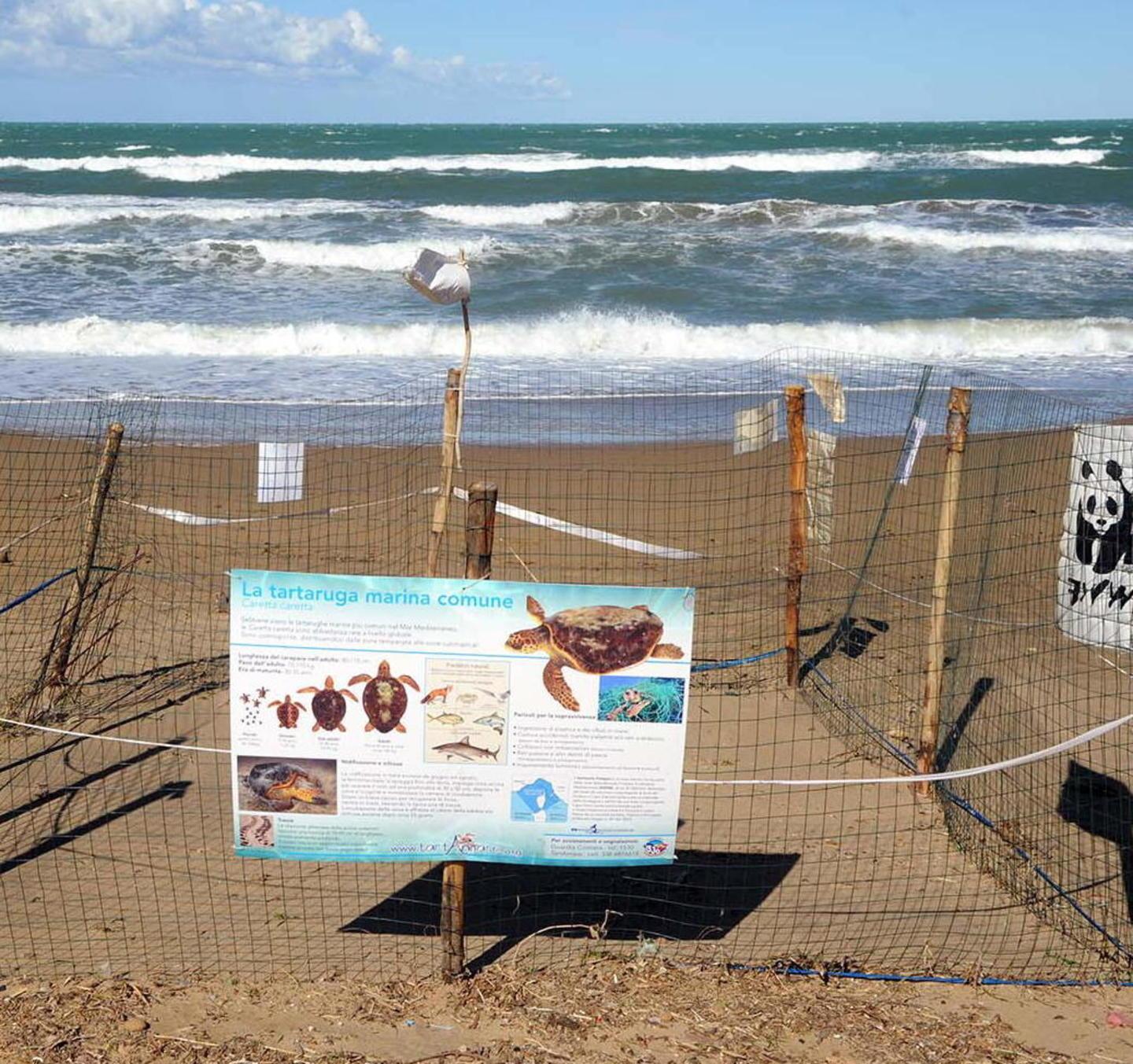 Nidi di tartaruga minacciati da onde e basse temperature