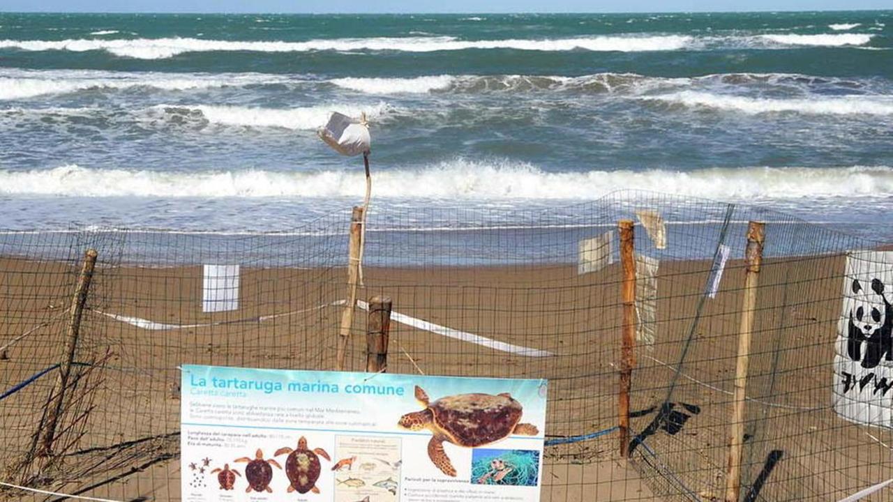 Nidi di tartaruga minacciati da onde e basse temperature
