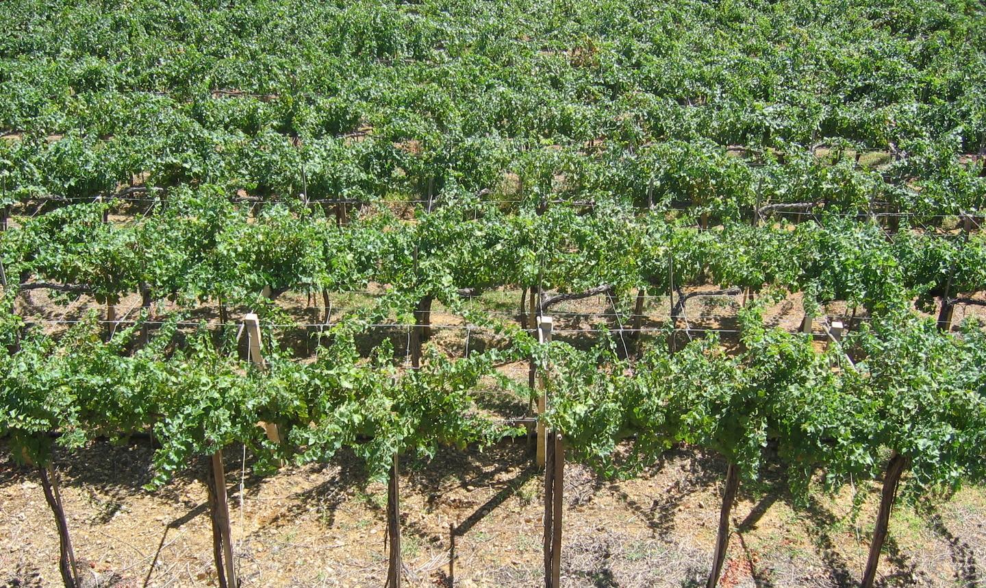 È a Birori il miglior vigneto premiato al concorso “Binzatteris”