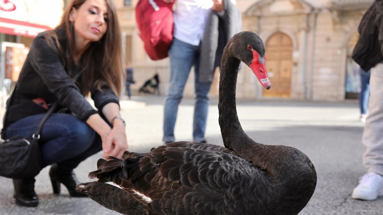 Livorno, un cigno nero a spasso in piazza Cavour