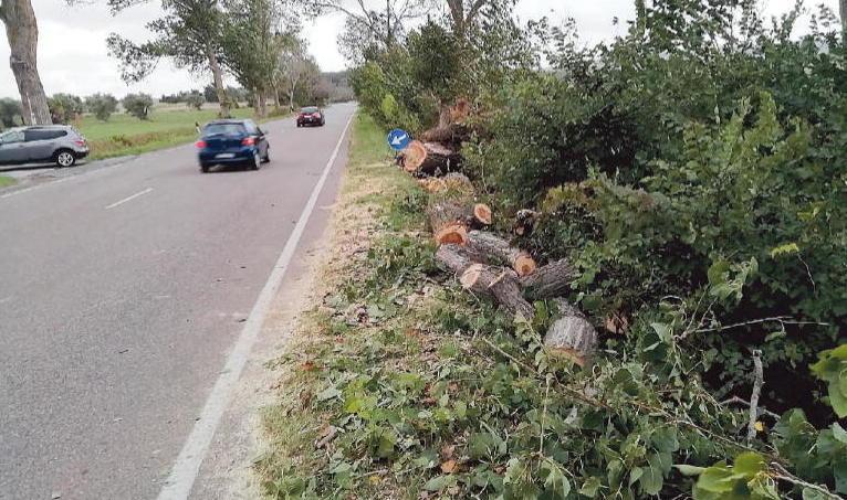 Riattaccato il braccio alla donna ferita per la caduta di un albero sulla Principessa 