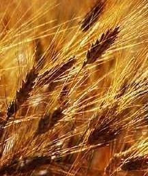 La filiera del grano duro in balia dei mercati 
