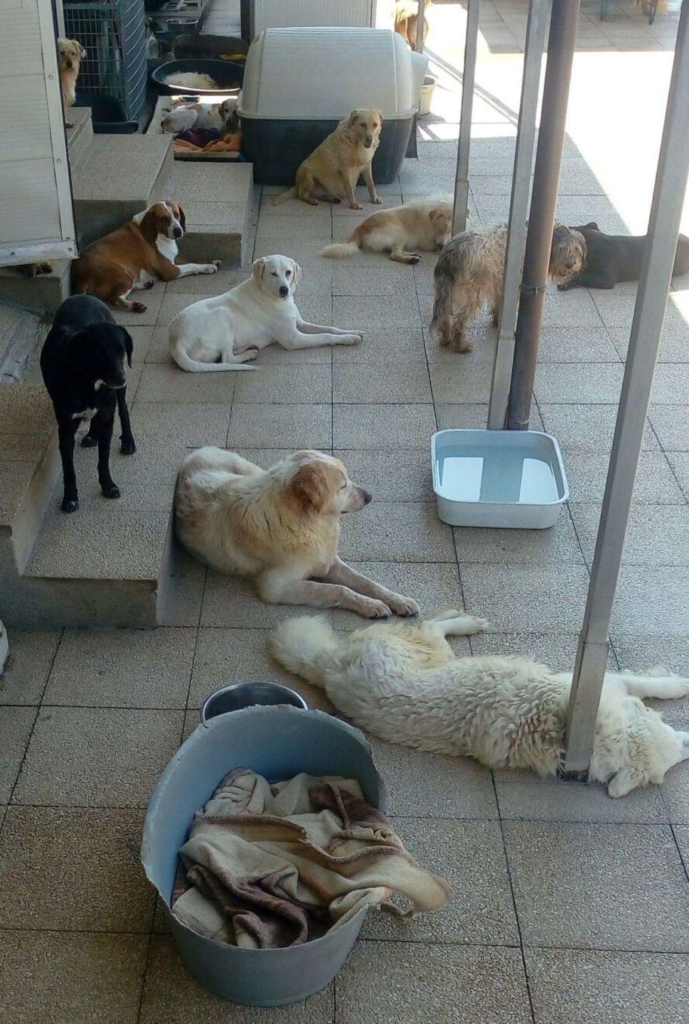 Campagna di sterilizzazione dal 5 al 20 ottobre