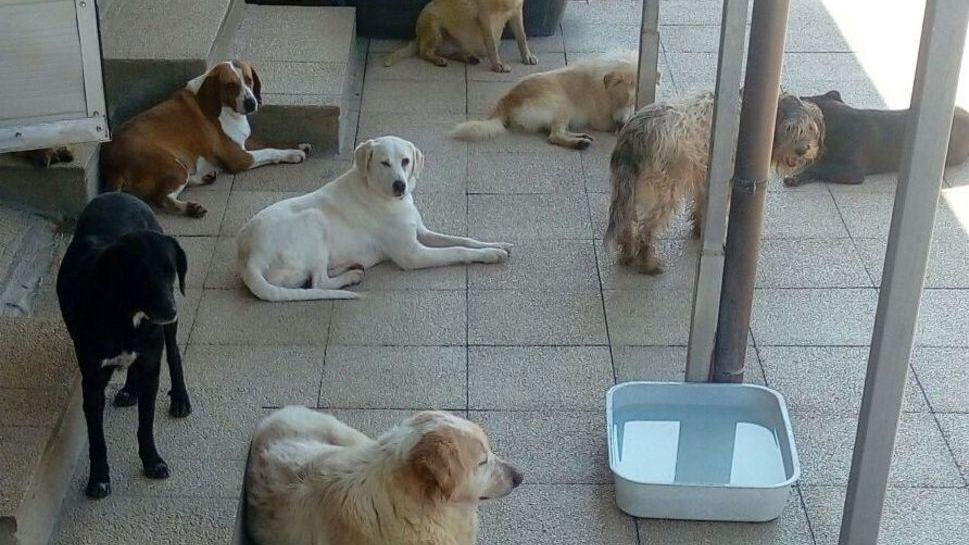 Campagna di sterilizzazione dal 5 al 20 ottobre