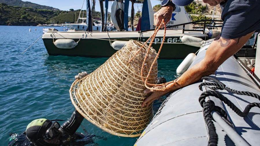 Duemila anni dopo ecco Nesos, il vino che sposa il sale del mare