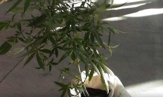 Piante di marijuana in mostra a Tattoo Expo Denunciata una donna