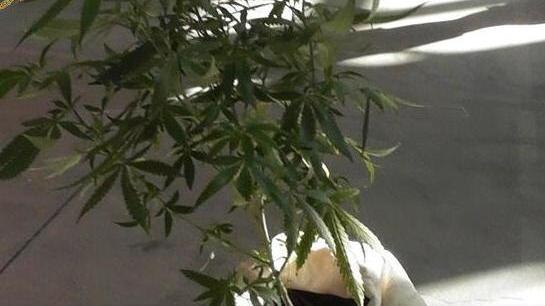 Piante di marijuana in mostra a Tattoo Expo Denunciata una donna