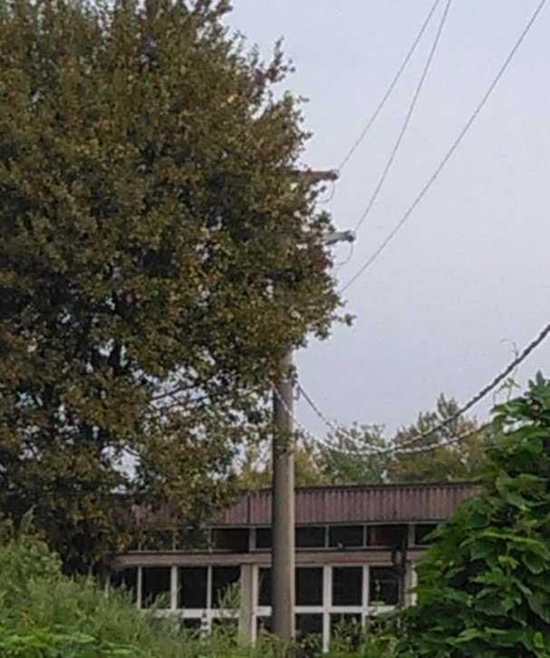 Alberi pericolosi nella zona dello stadio