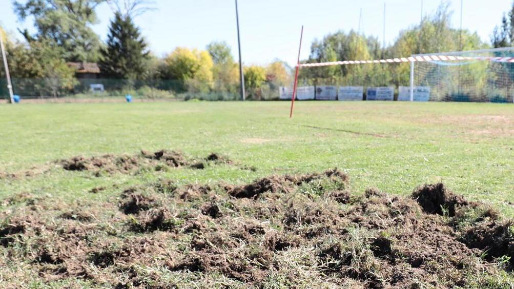 «Sui cinghiali serve unità d’intenti tra tutti i sindaci dei Comuni elbani»
