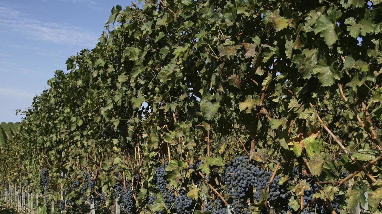 Poca uva ma pregiatissima I viticoltori sono ottimisti