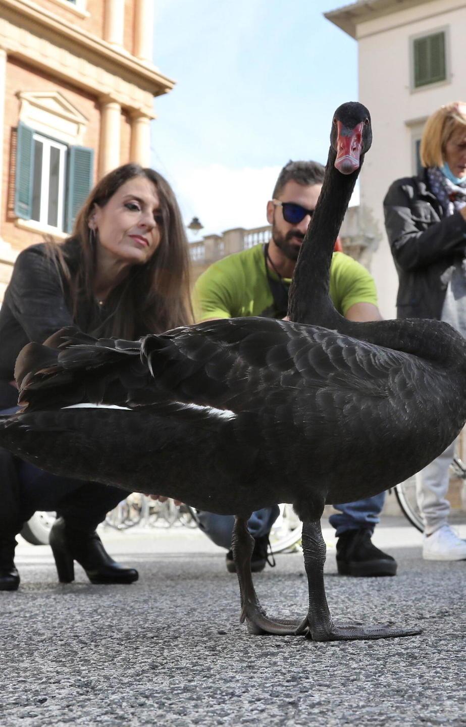 Cigno nero a spasso in città