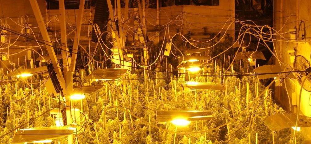 Fabbrica della droga in una villa, arrestato con 700 piante di marijuana 