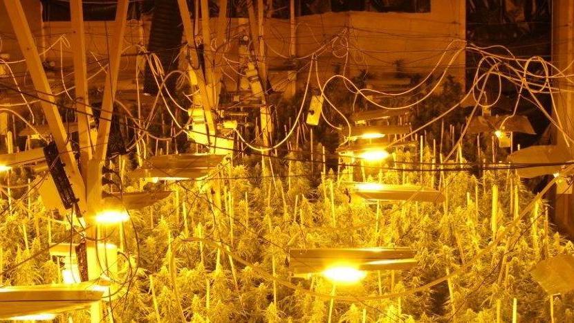 Fabbrica della droga in una villa, arrestato con 700 piante di marijuana