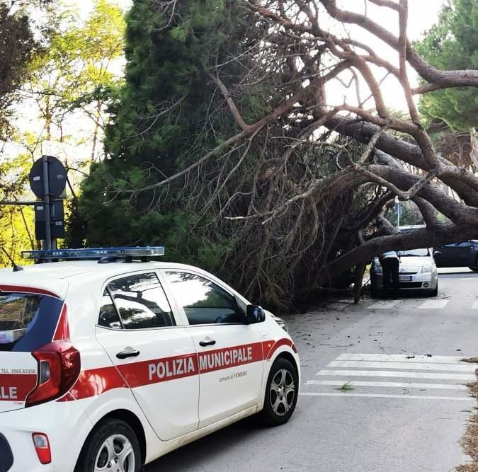 Pino gigante cade sulla strada sfiorando un’auto in transito 