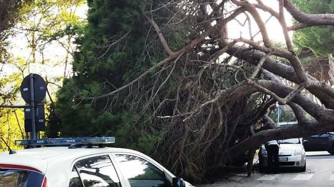 Pino gigante cade sulla strada sfiorando un’auto in transito
