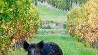 Cinghiali, è polemica nell’Atc Gli agricoltori sono infuriati