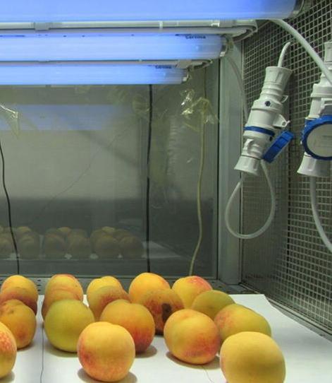 La superfrutta dell’Università è più salutare