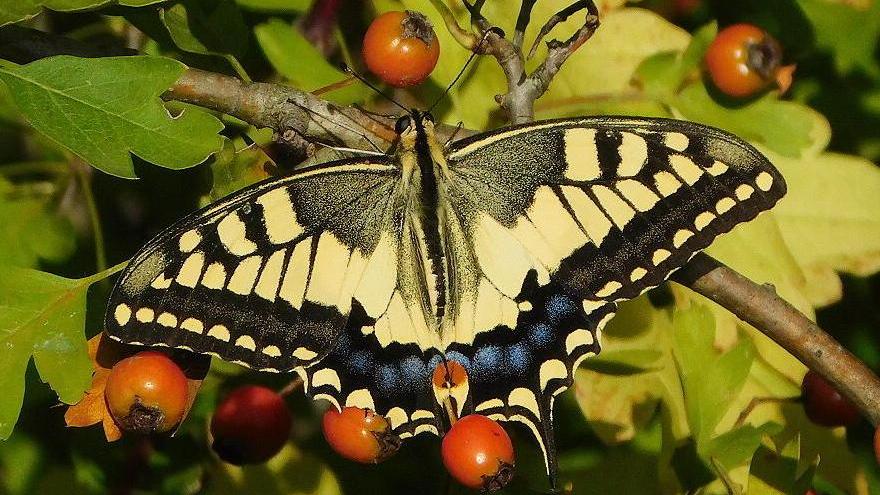 Una visita speciale nell’oasi verde dell’area Arnovecchio