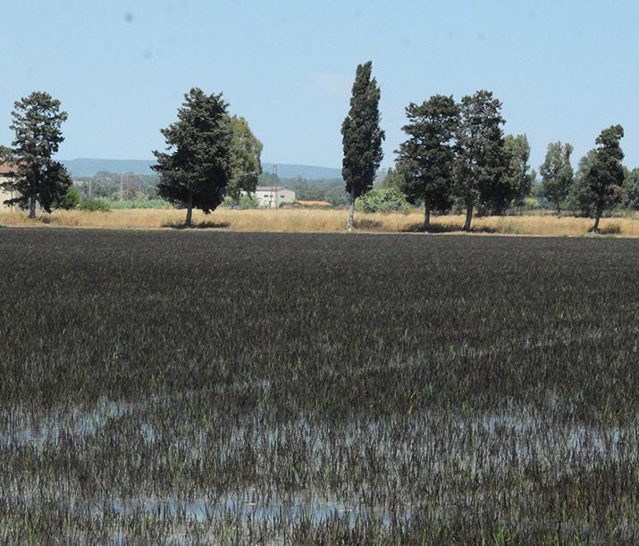 Il riso sardo conquista spazi all’estero 