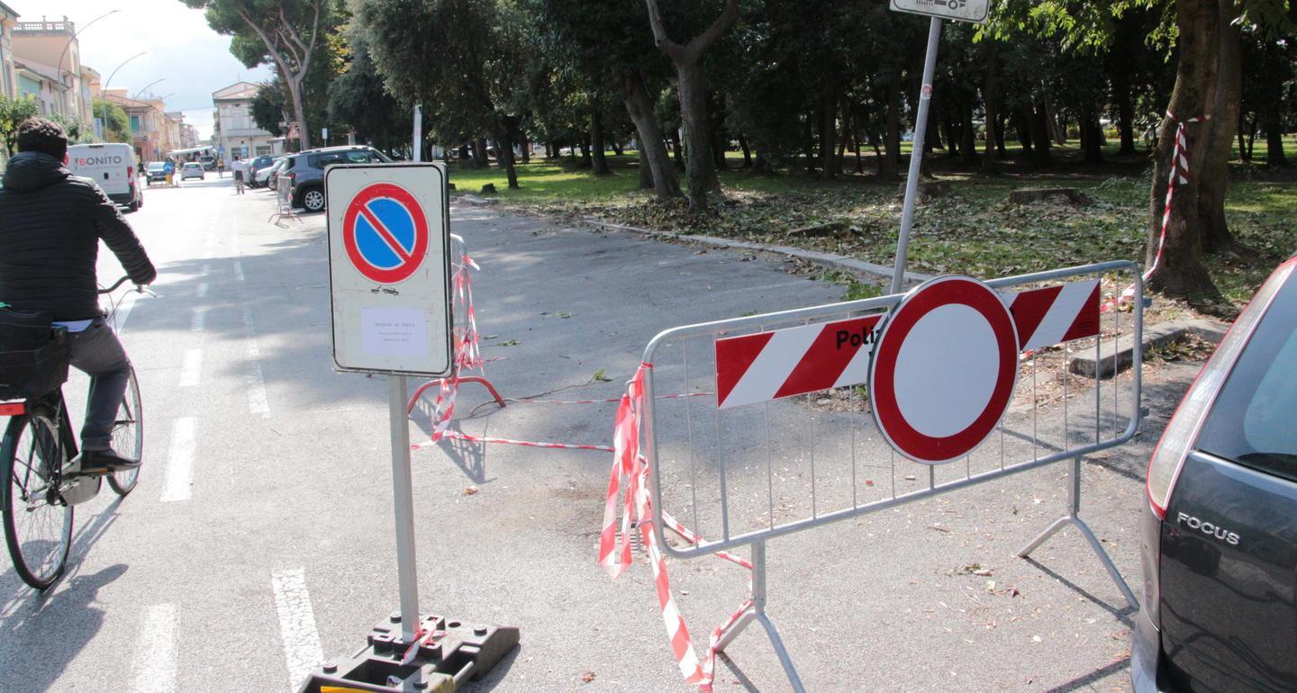 Parte la messa in sicurezza degli alberi pericolanti 