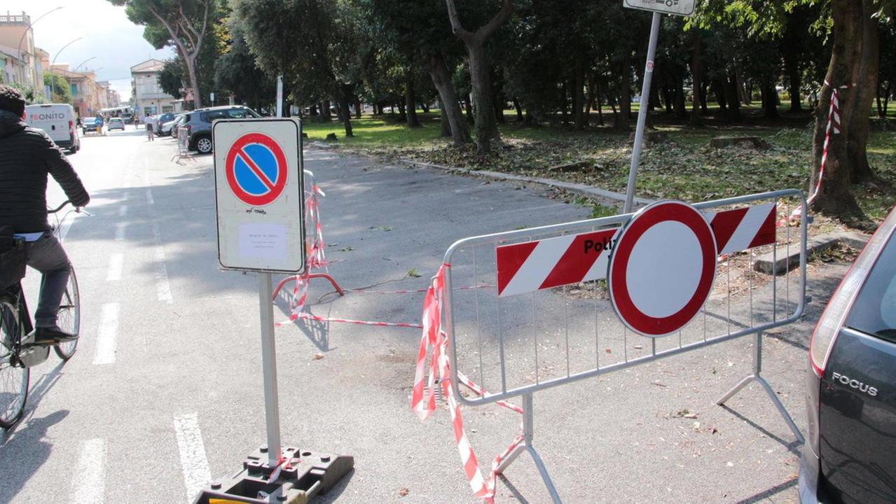 Parte la messa in sicurezza degli alberi pericolanti