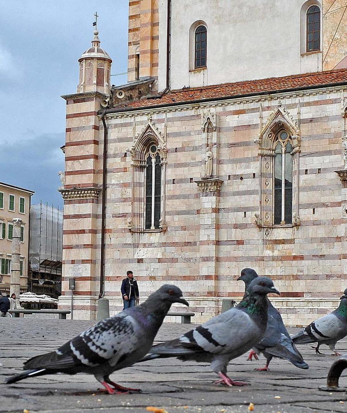 Arrivano falchi e poiane per allontanare i piccioni dal centro storico 