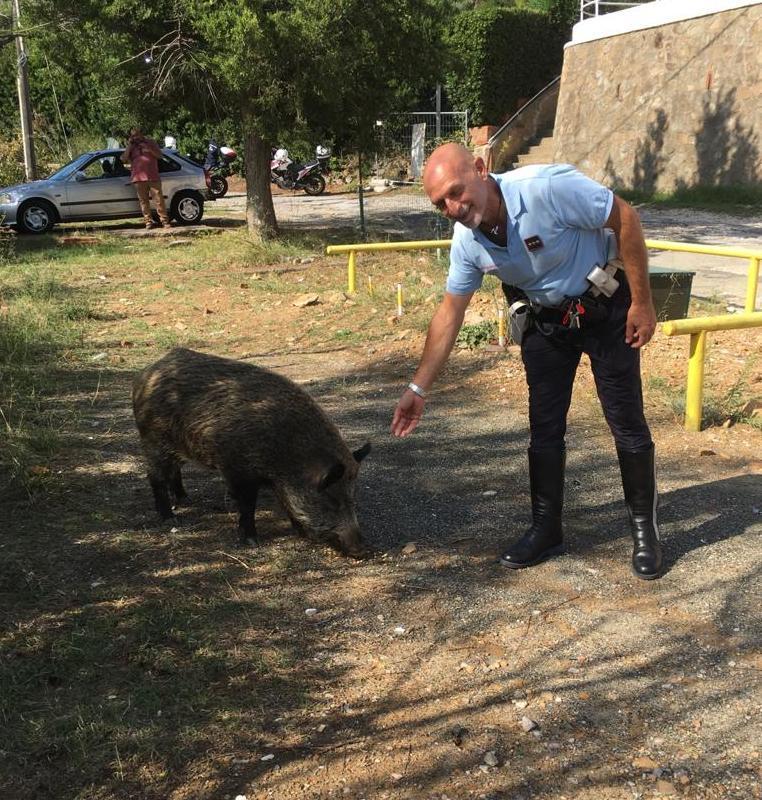 Cinghiale catturato sul Romito