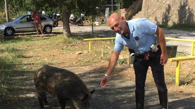 Cinghiale catturato sul Romito