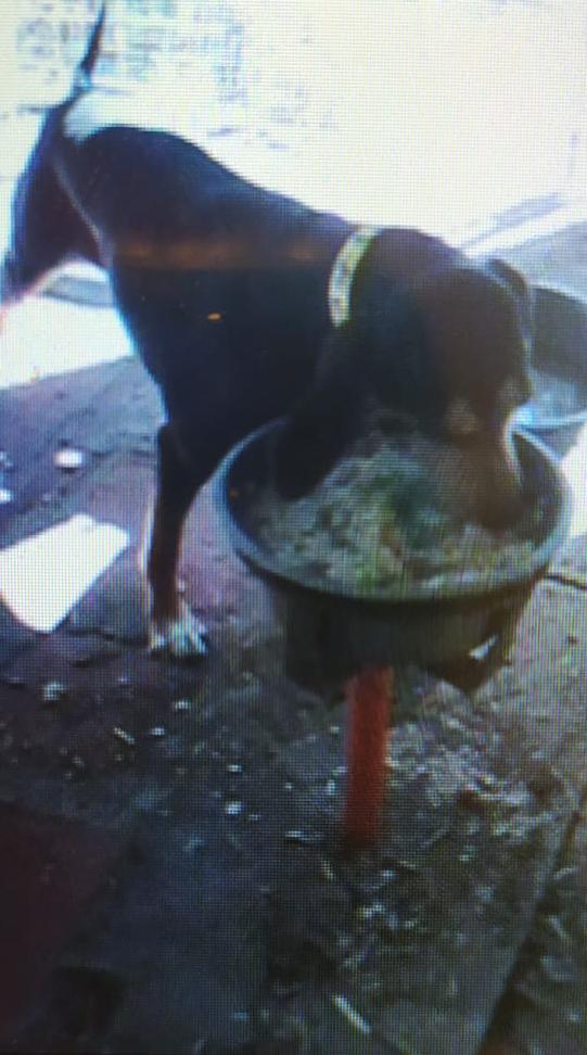 La canina Chira rubata a Gambassi Terme
