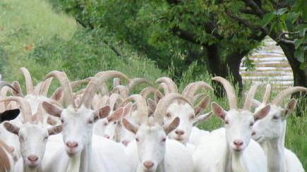 Uccise tre capre «Sono convinto che sia stato un lupo»