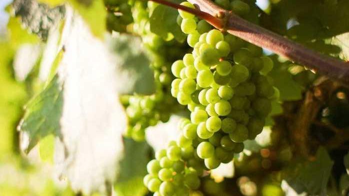 In marcia sui colli per la prima edizione della “Spergolonga”