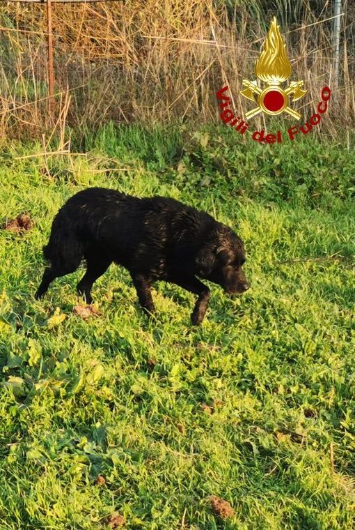 Salvato un labrador finito dentro un canale