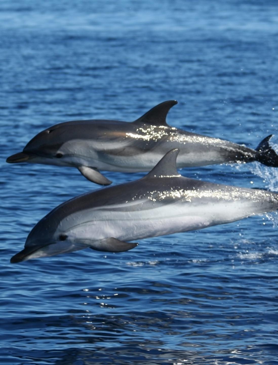 Olbia, all’Amp prove di pace tra i pescatori e i delfini 