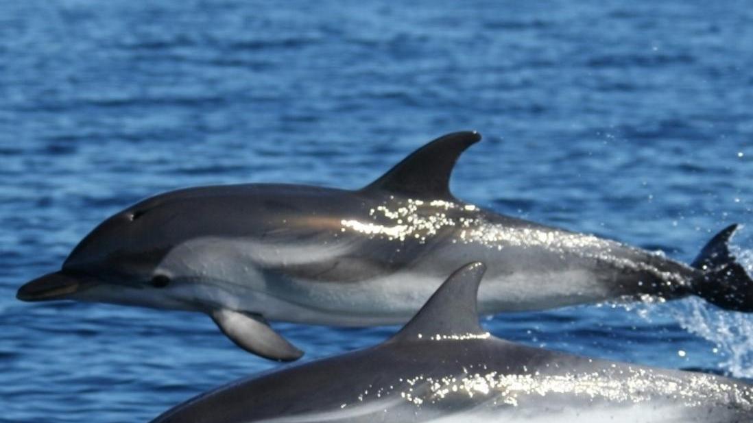 Olbia, all’Amp prove di pace tra i pescatori e i delfini 