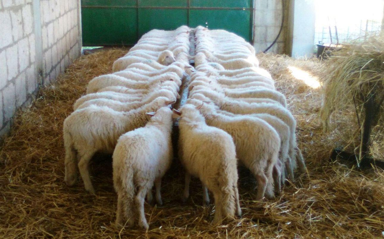 Il Psi ricorda Peppino Catte padre della riforma agraria 