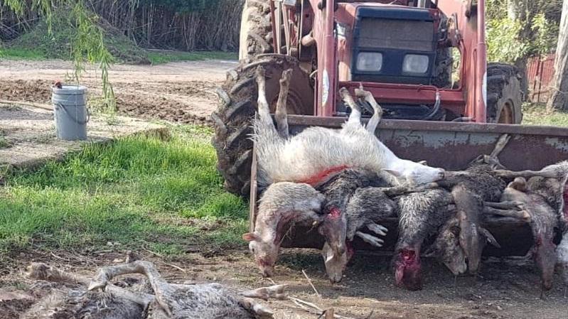 Sassari, settanta pecore uccise da un branco di cani