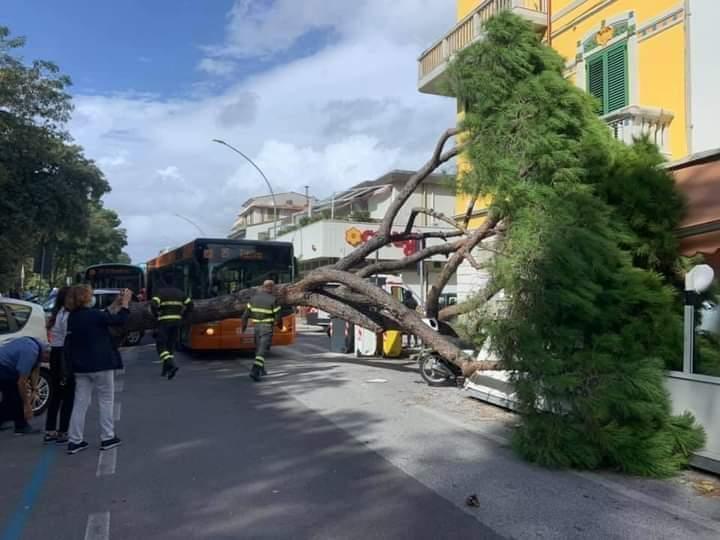 L'albero caduto in via Fratti a fine settembre 2019