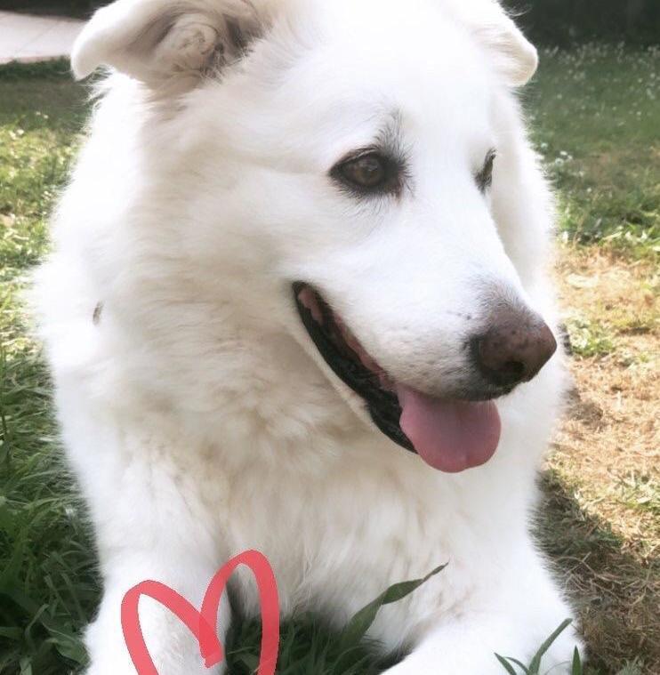 Polpette avvelenate: tre cani intossicati, uno non ce l’ha fatta 