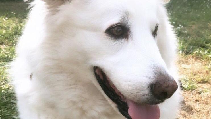 Polpette avvelenate: tre cani intossicati, uno non ce l’ha fatta