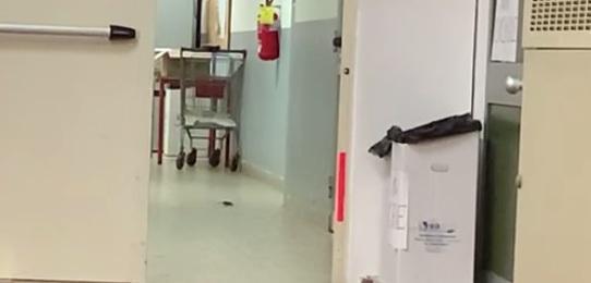 Nuovo allarme topi all’istituto Galilei: «Così è troppo» 