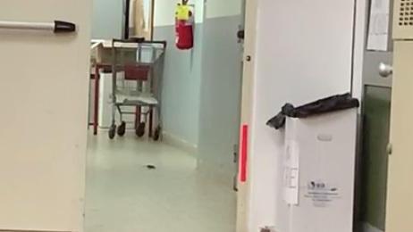 Nuovo allarme topi all’istituto Galilei: «Così è troppo»