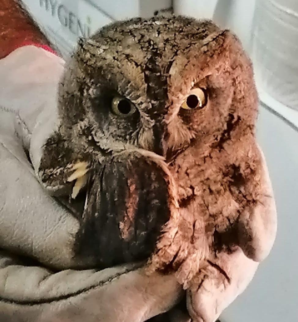 Un cucciolo di allocco ferito salvato da una coppia di turisti 