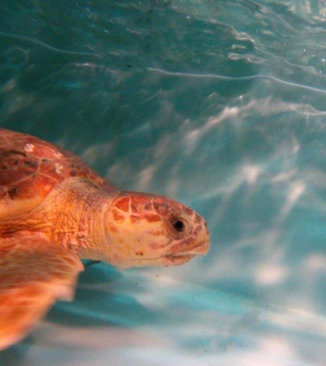 «Diamo un nome alla tartaruga salvata dalla plastica»
