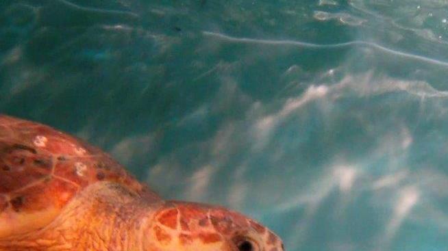 «Diamo un nome alla tartaruga salvata dalla plastica»