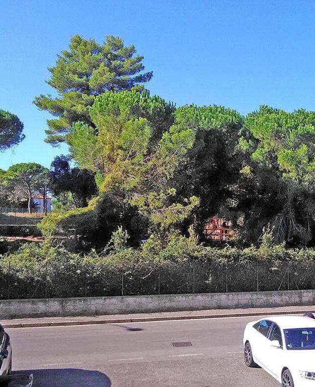 Apertura nuovo Conad «No ad altri negozi» 