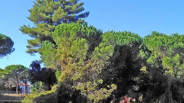Apertura nuovo Conad «No ad altri negozi»