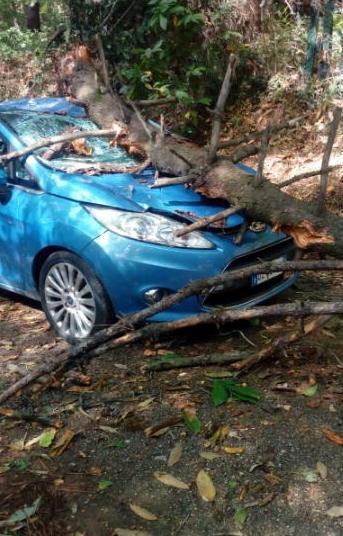 Albero cade su un’auto