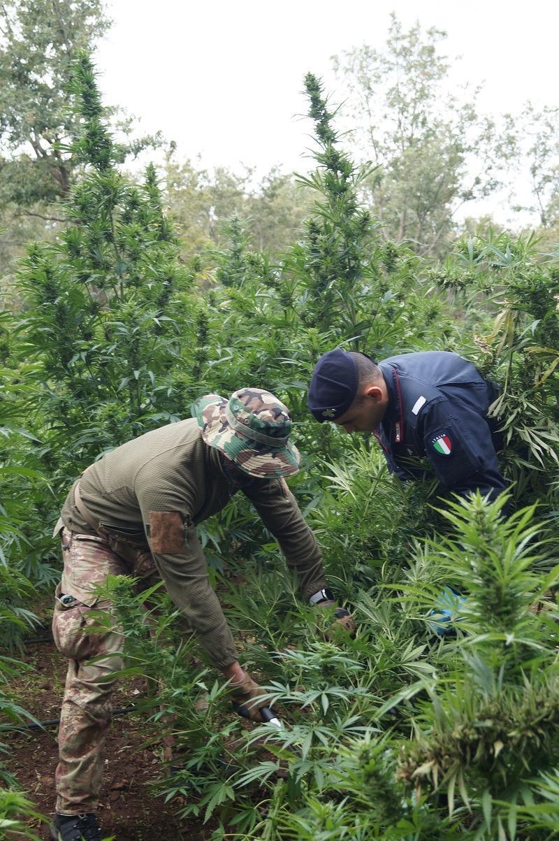 Mega piantagione di marijuana scoperta dai carabinieri a Macomer: un arresto