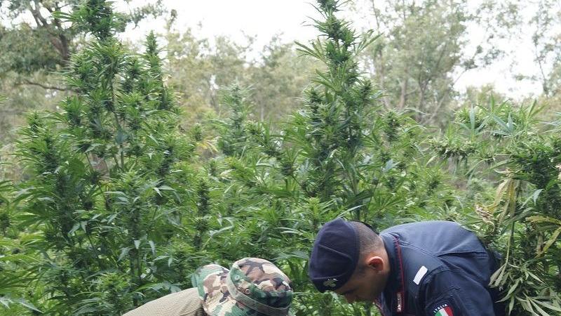 Mega piantagione di marijuana scoperta dai carabinieri a Macomer: un arresto