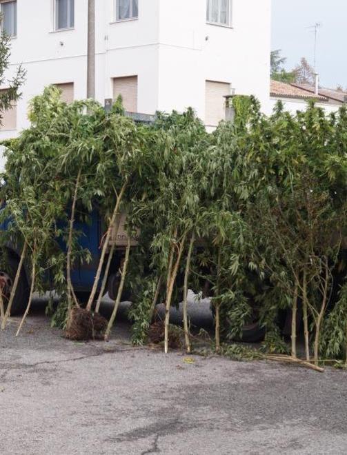 Piante di marijuana scovate dai carabinieri Si cerca il coltivatore